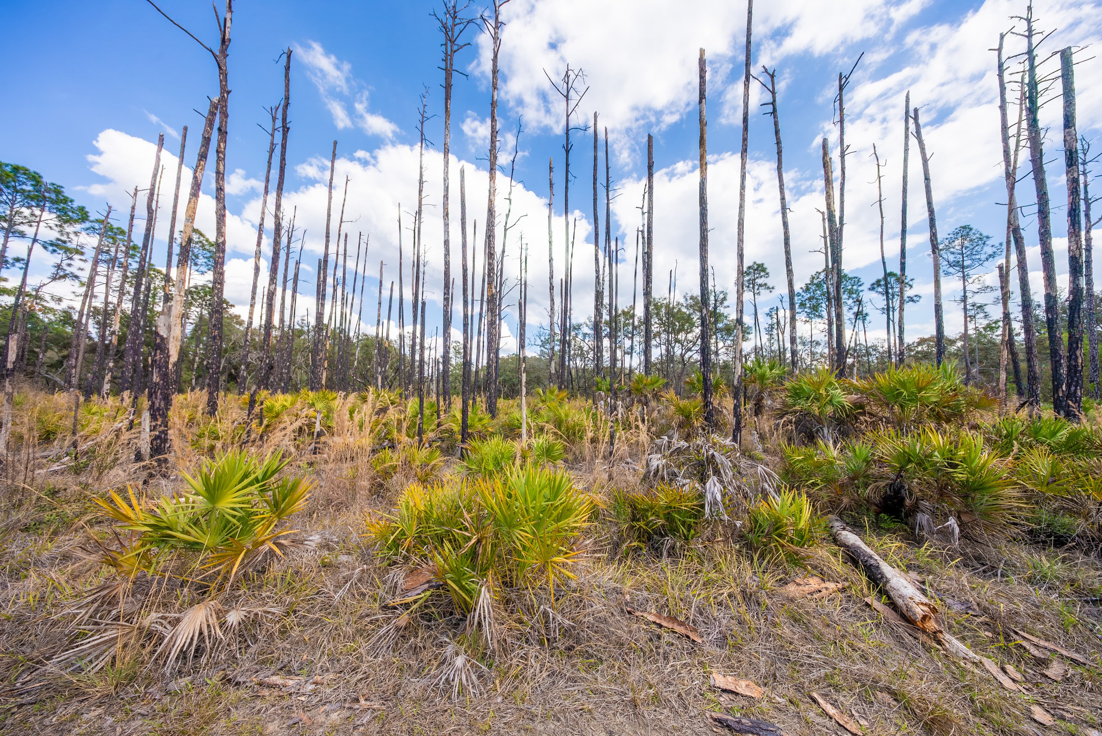 0.22 acres in Putnam County, Florida — item 9