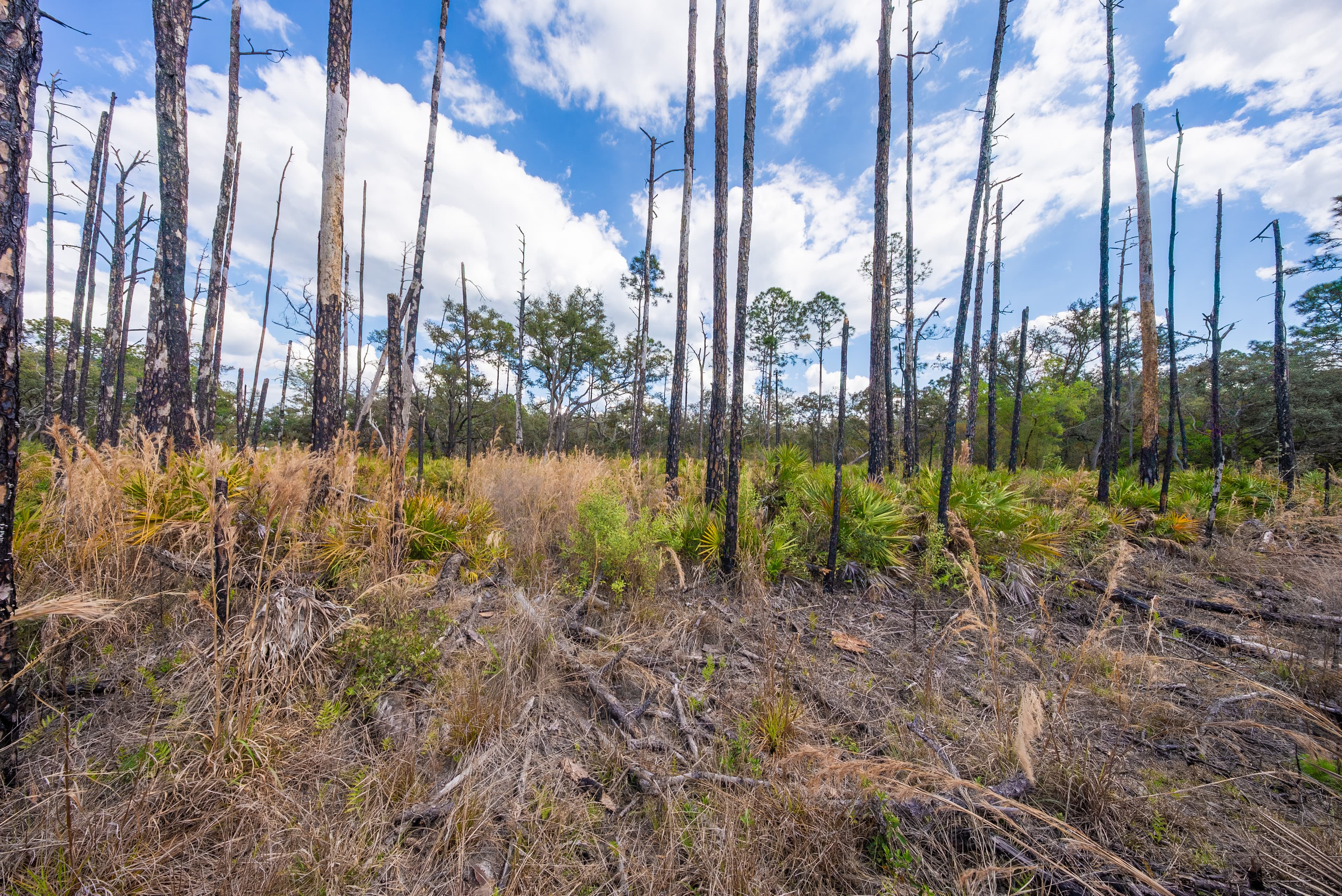 0.22 acres in Putnam County, Florida — item 12