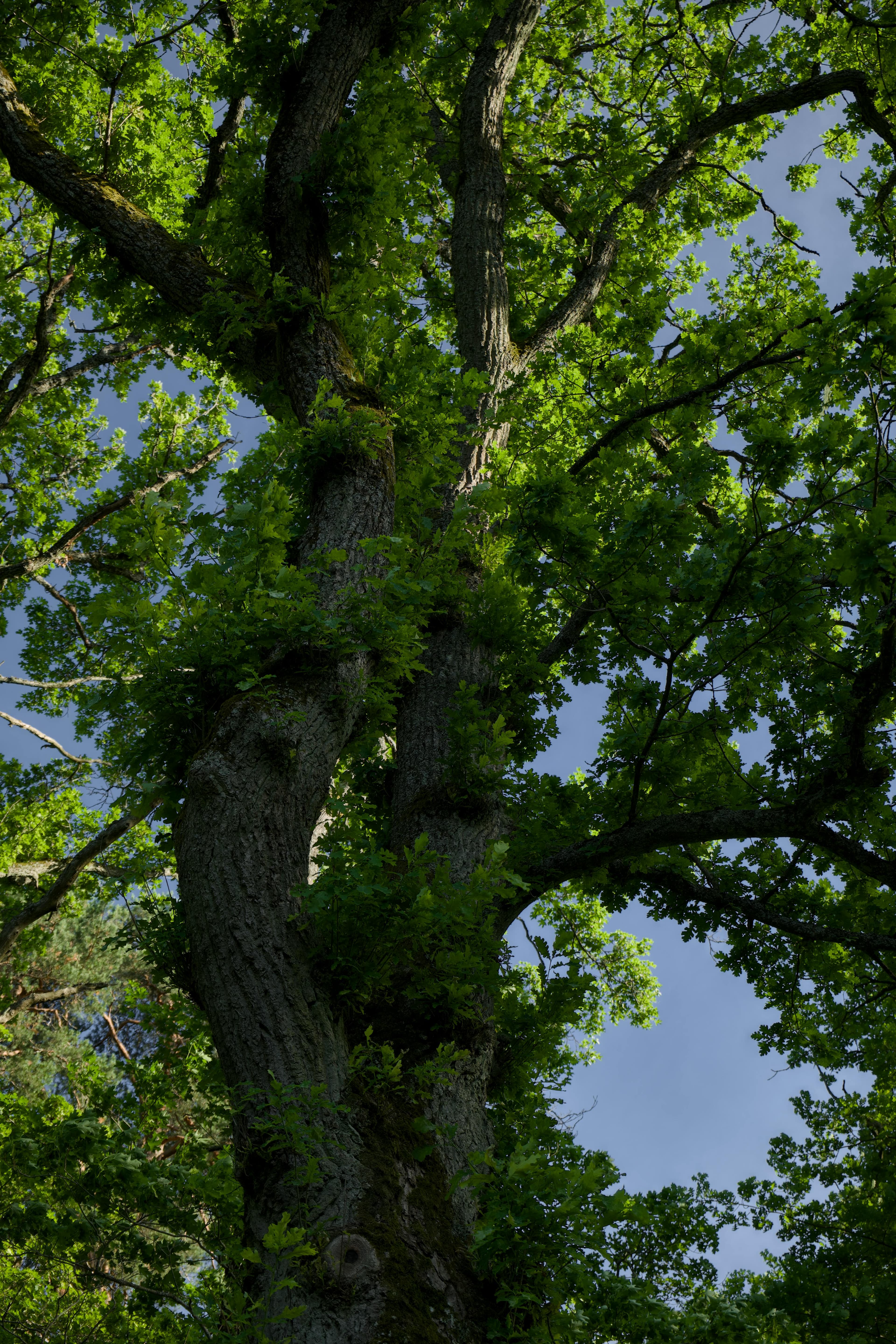 Ancient live oak tree — the symbol of Treaty Oak Group